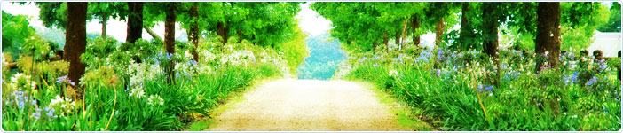 banner.jpg